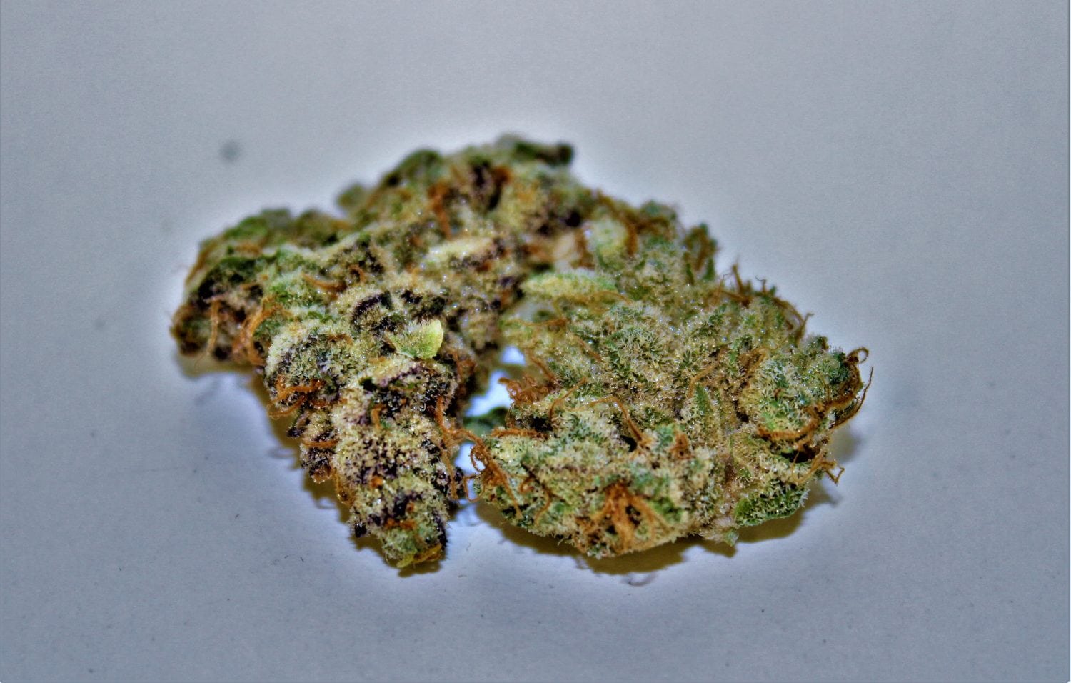 Biscotti Strain Respect My Region