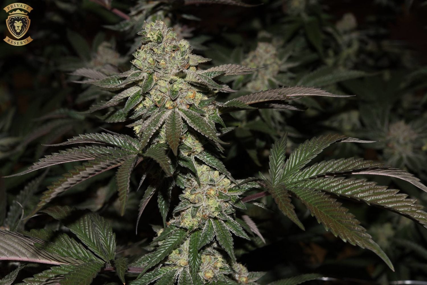 Reviewing The Pink Cookies Strain A Relaxation and Appetite Aid