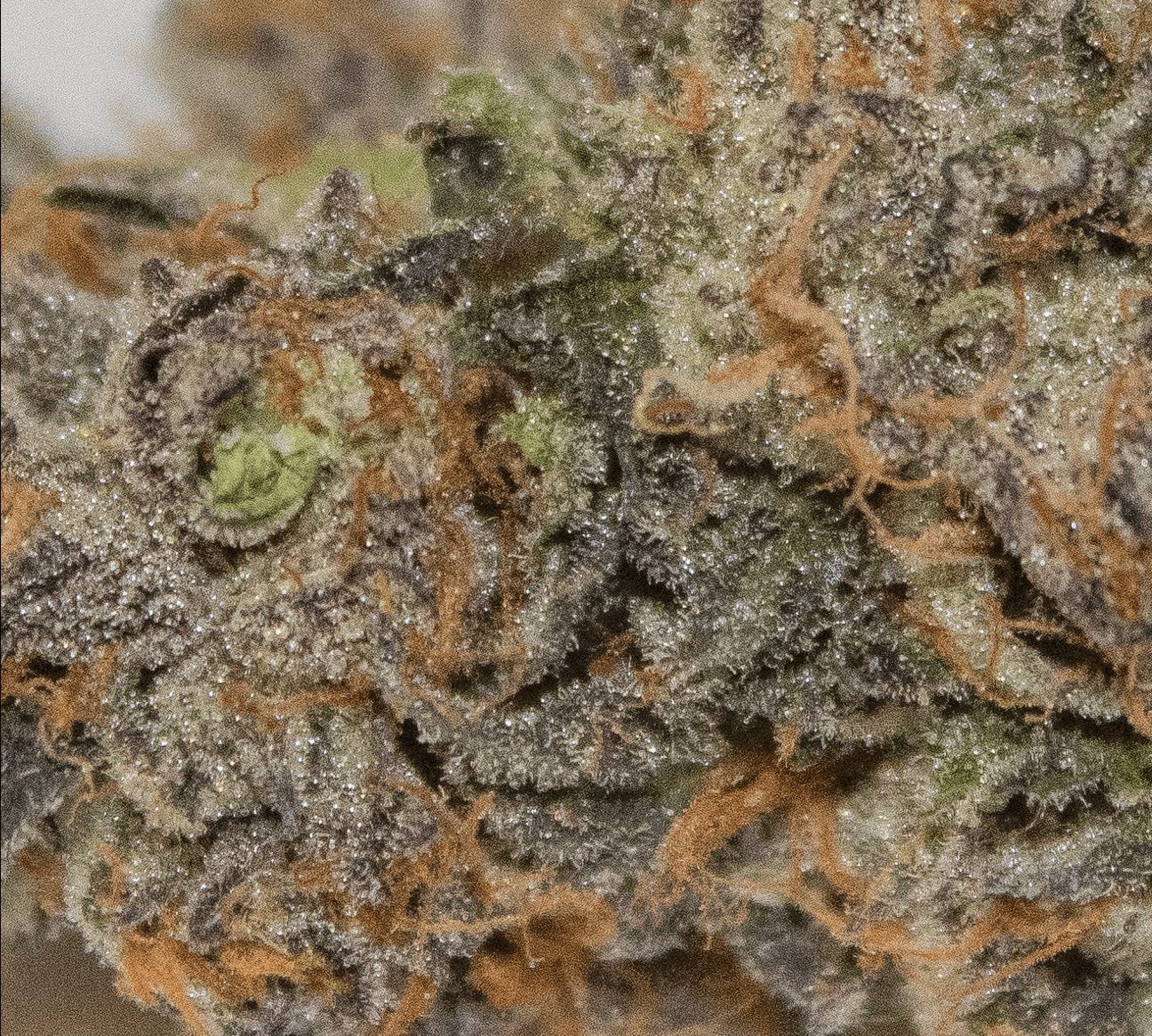 Find Out Why Rainbow Sherbet by Gabriel Cannabis Is Leafly's Flavor of