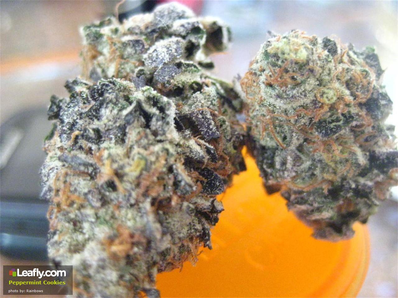 Coffee & Cookies Strains to Warm Up and Elevate Your Holiday Season