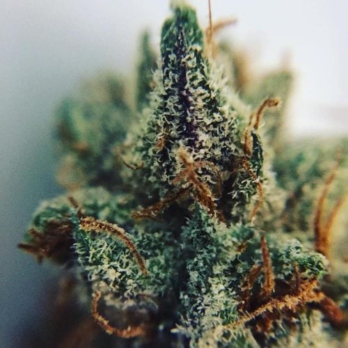 A Greener Today and Rocket Cannabis Provide Seattle With The Fire