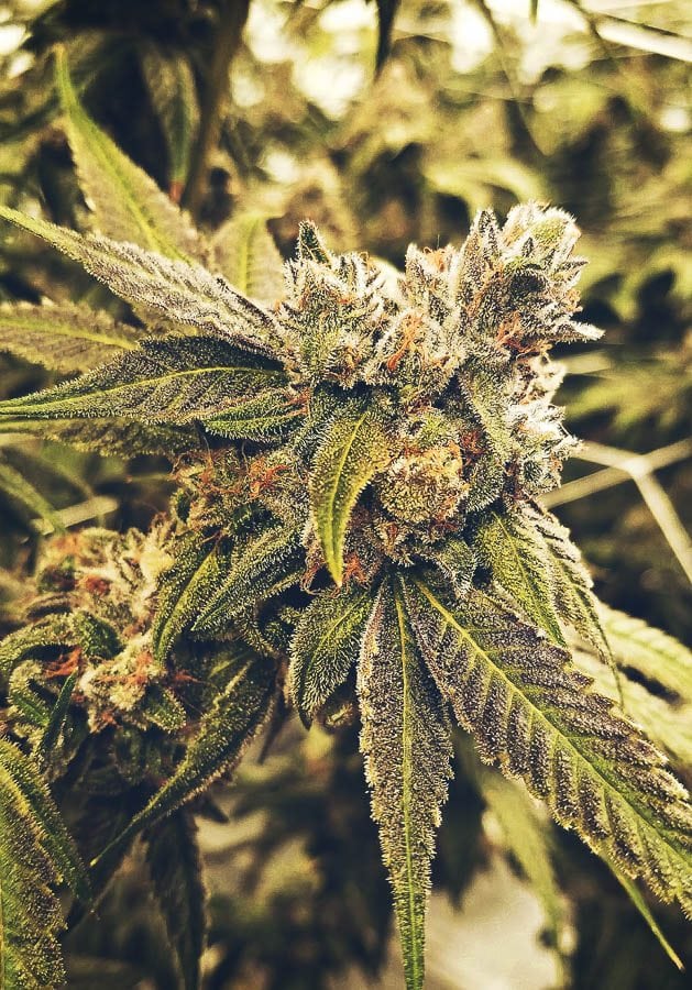 Learn More About Lifted Cannabis Out Of Tacoma Washington
