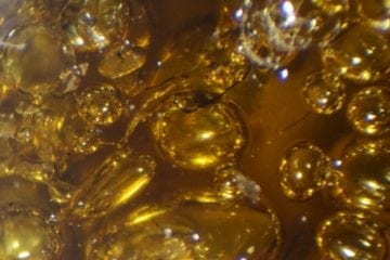 Terpenes