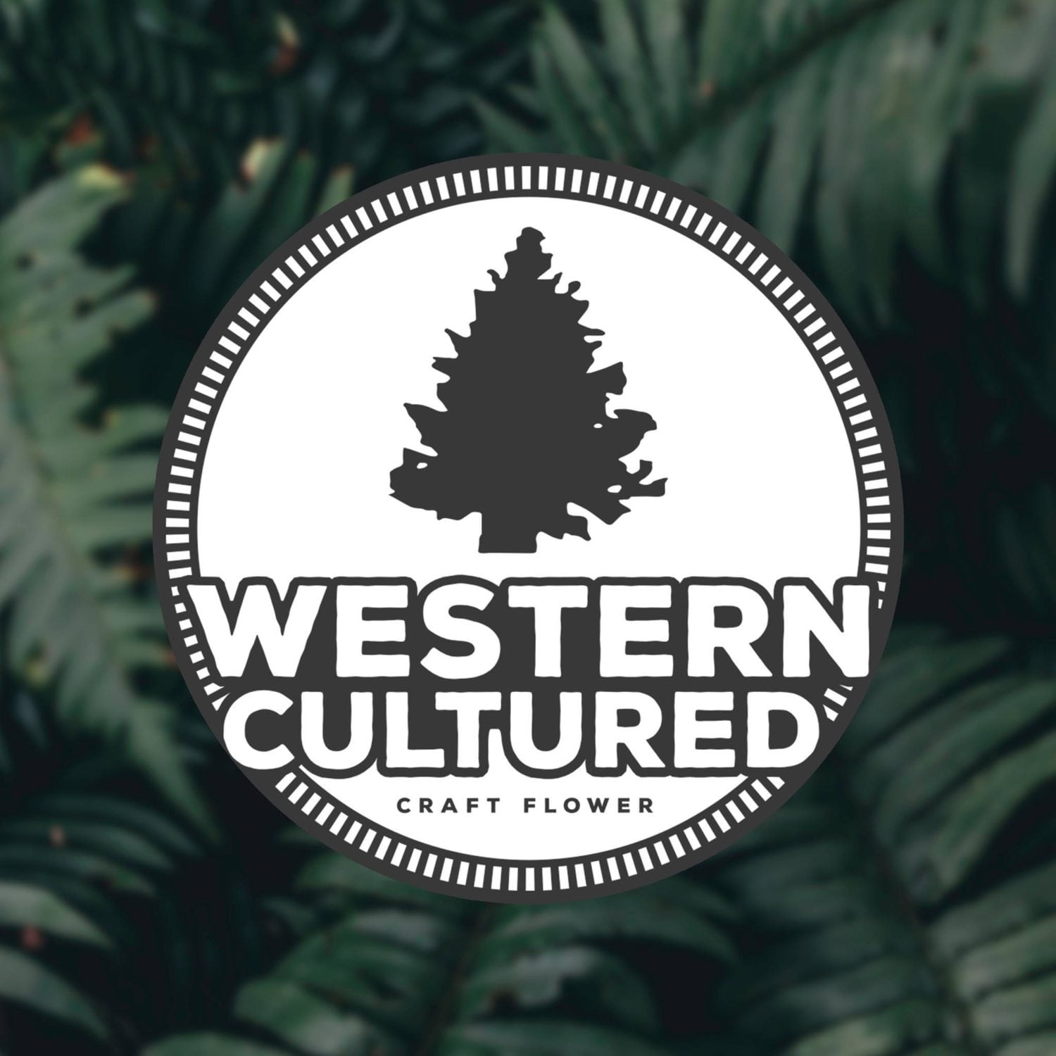 Western Cultured One of Washington State's Best Cannabis Brands