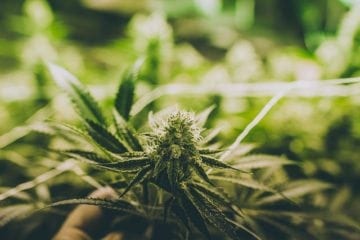 Find Out If Phat Panda's Golden Pineapple Strain Is Worth Buying