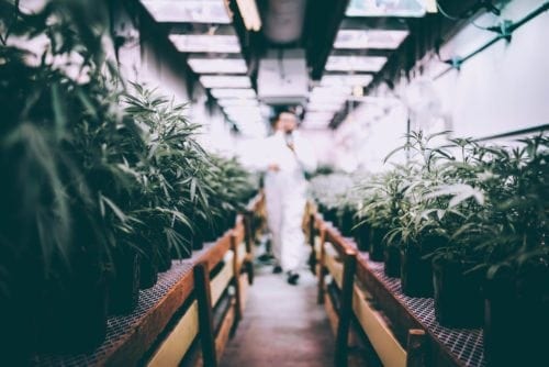 Learn How To Get Hired in The Legal Cannabis Industry | Photo: Dyllyn Greenwood