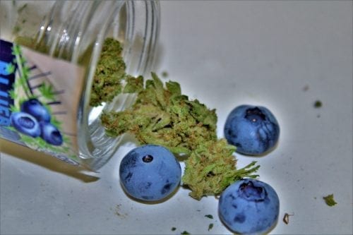 blueberry strain