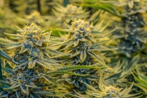greenrush cannabis growflow