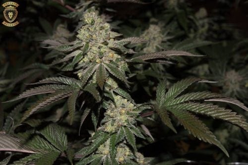 Reviewing Northwest Cannabis Solutions' Private Reserve Pink Cookies Strain