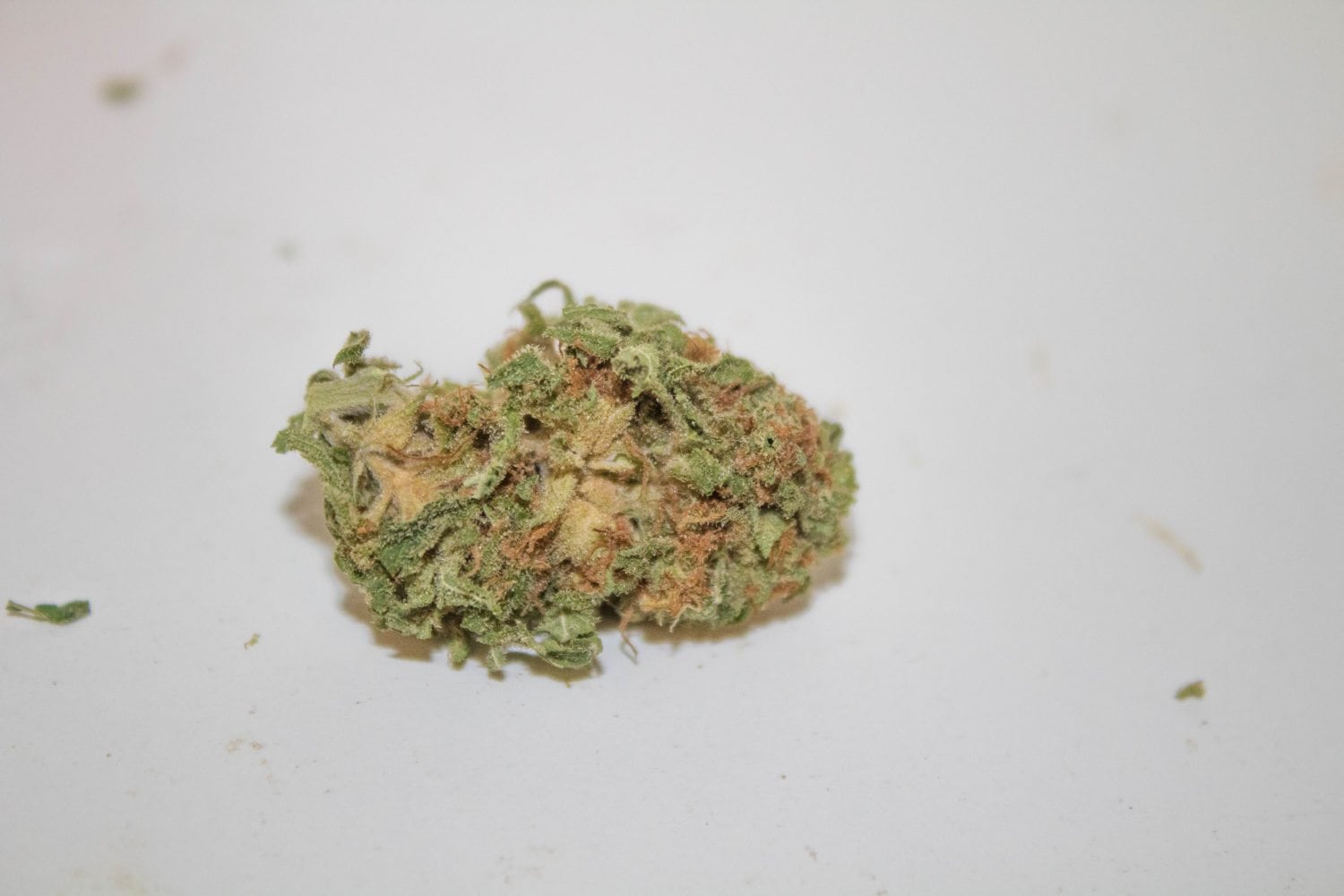 Alien Orange Cookies highlight