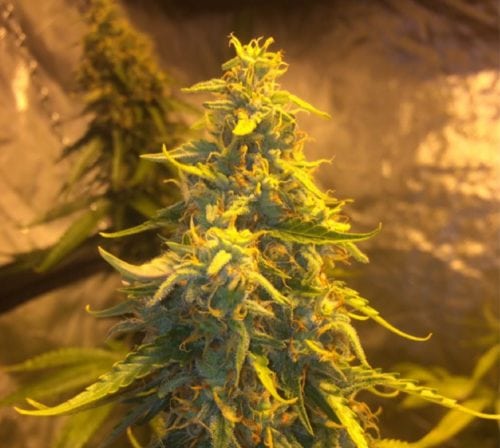 These Are The Best Strains To Scare You This Halloween