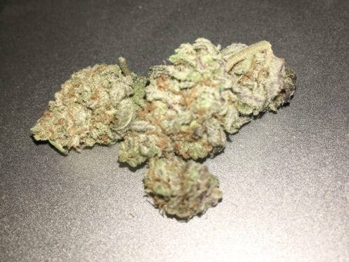 A Review of Cascadia Gardens' Purple Trainwreck