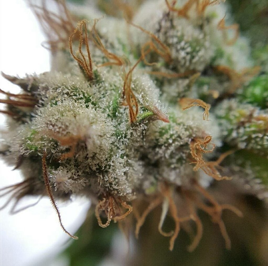 Elevate Cannabis Strain Photo Gallery, Prettiest Girls In The Garden