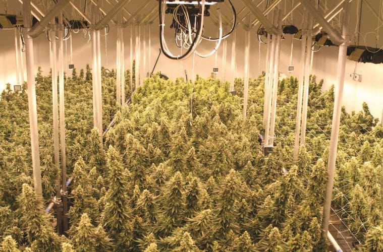 Soulshine Cannabis Supports The Community - Support Their Brand in 2018