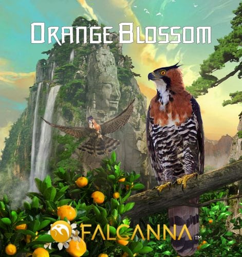 Read RMR's Official Cannabis Strain Review For The Orange Blossom Strain from Falcanna