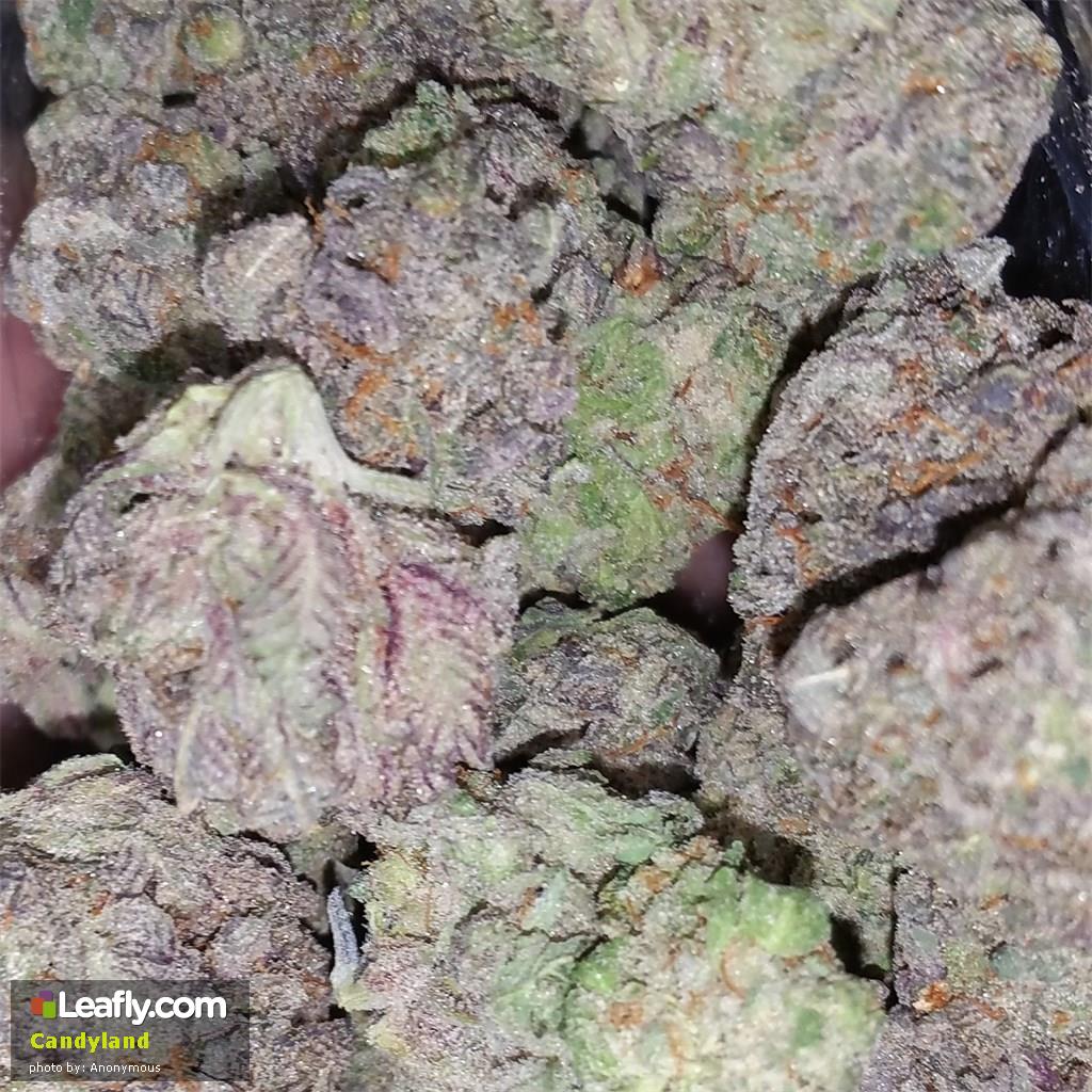 Candyland Strain Review - Learn Why Candyland Is One Of The Best Cannabis Options Available