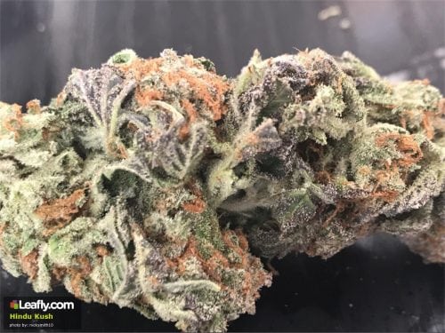 Savory and Sweet Kush Strains