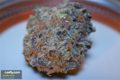 Kandy Kush strain