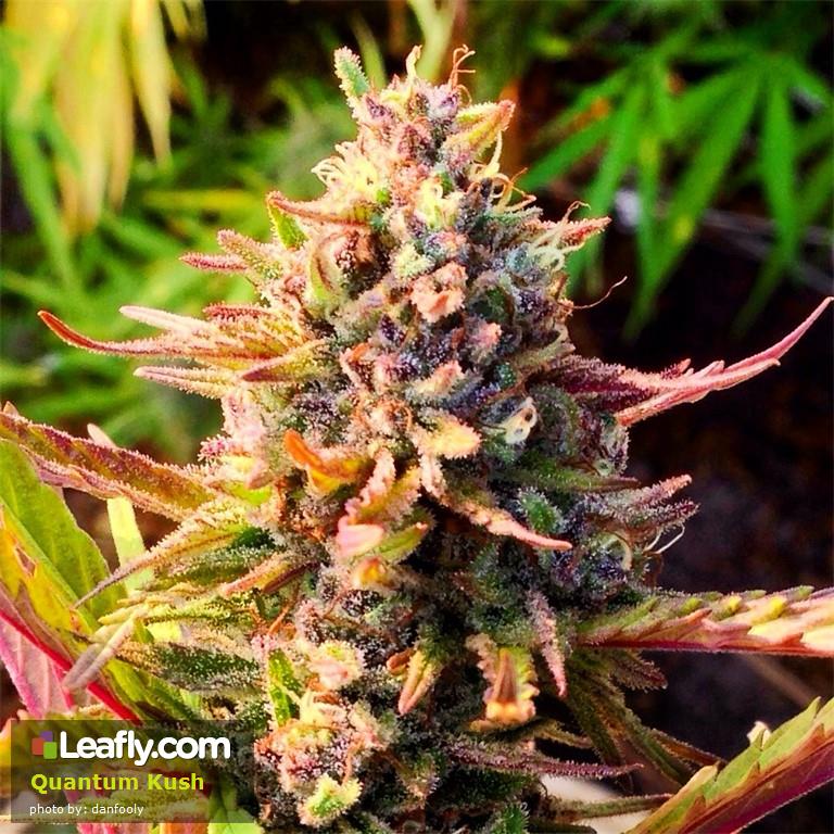 Quantum Kush Is The Best Strain To Help Chose A Christmas Tree