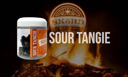 Skord's Sour Tangie Strain Is Citrusy With A Sour Diesel Twist