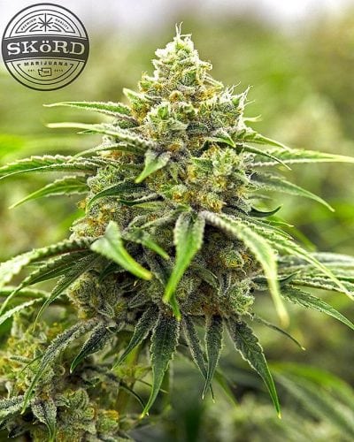 Skord's Sour Tangie Strain Is Citrusy With A Sour Diesel Twist