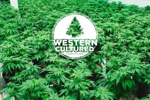 Seatown Lemon Haze - Western Cultured Cannabis Review By Lucas Morais & JayPing