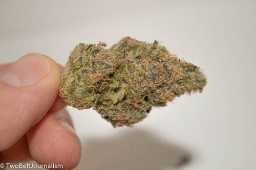 Is Exotikz OZ Kush Strain Worth Your Money?