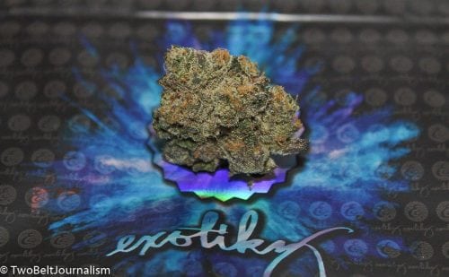 Exotikz Sunset Sherbet Strain Review