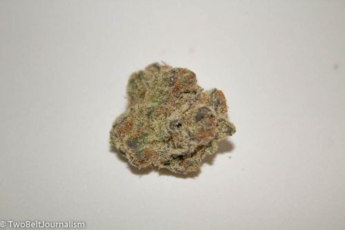 Reviewing The Tangie Cookies Strain From Exotikz