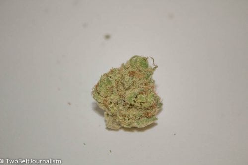 Reviewing The Tangie Cookies Strain From Exotikz