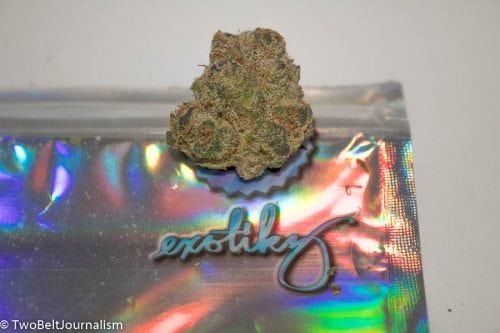 Reviewing The Tangie Cookies Strain From Exotikz