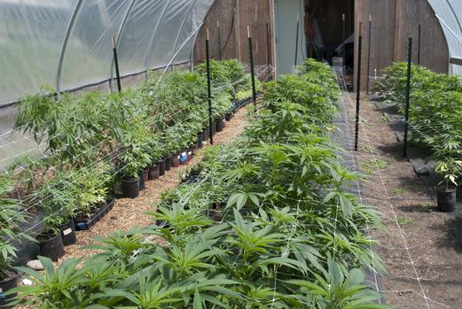 Canada Already Importing Cannabis From Africa!