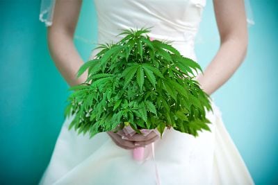 Is The Wedding Cake Weed From Exotikz Worth Your Money?