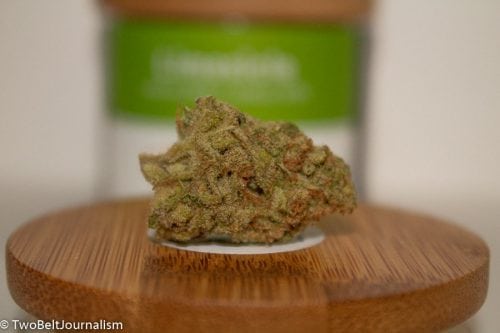 Limesicle Strain Review (Prod. Coastal Cannabis)