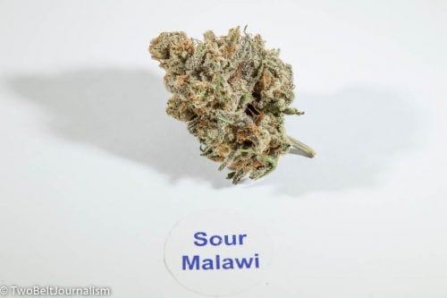 A Coastal Cannabis Sour Malawi Strain Review