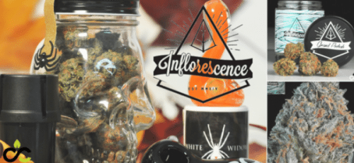 Indoor-Grown Loud That Puts You Down For The Count: Inflorescence