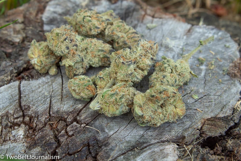 Cherry Cookie Strain Review (Prod. Lilac City Gardens)