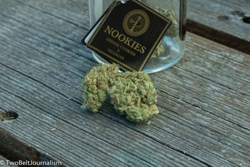 Nookies Strain Review (Prod. Solstice & Swamp Boys)