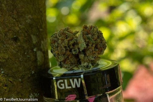 Check Out This GLW Cannabis Review (Feat. Pink Taco Strain)