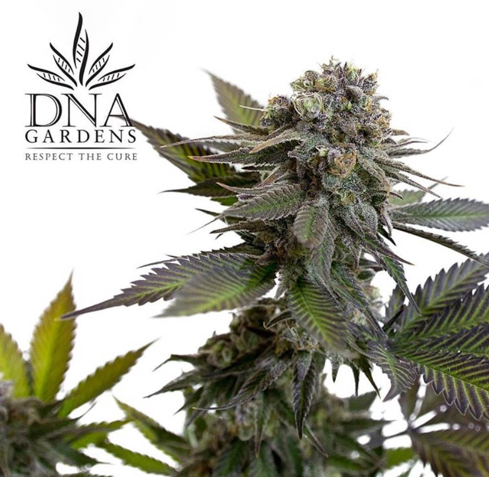 Learn More About Craft Cannabis Producer DNA Gardens