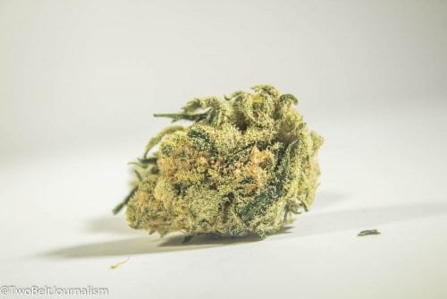 GLW Cannabis Strain Review (Feat. Cookie Puss)