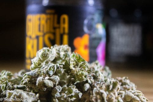 Guerilla Kush Cannabis Strain Review (Prod. Funky Monkey)