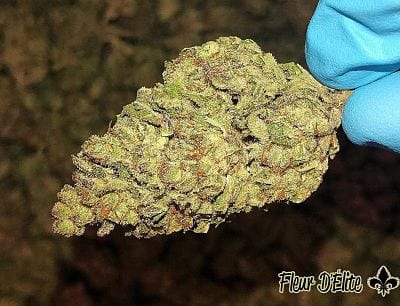 What Makes 99 Cookies from Fleur D'Elite So Dank?