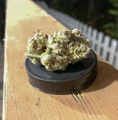 Orange Widow Strain Review (Feat. DNA Gardens)