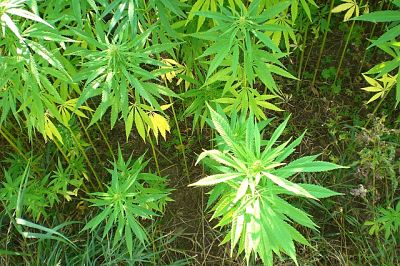 Industrial Hemp Cultivation Now Legal In United States