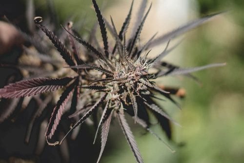 Learn More About Mendocino Generations And Their Cannabis Network