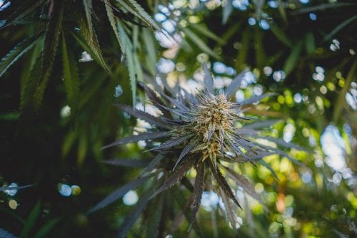 Learn More About Mendocino Generations And Their Cannabis Network