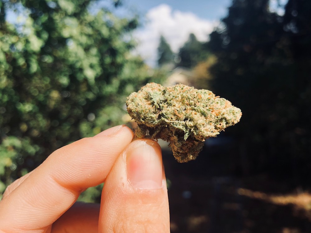 dawgy treats portland strain review