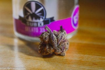 sub x gelato 33 strain