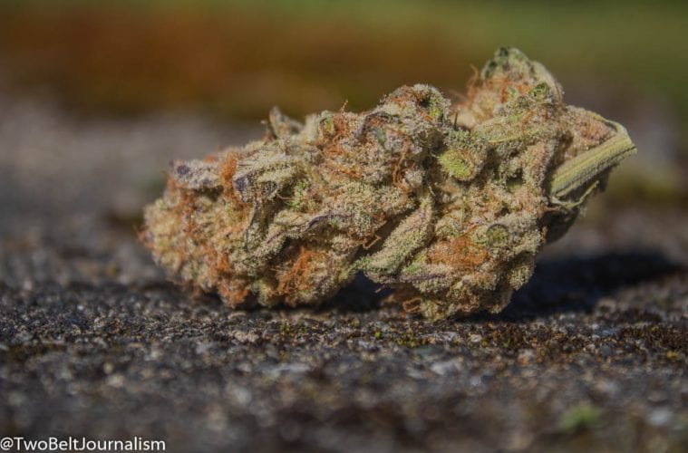 Purple Punch Strain Review (Prod. ZoZ Cannabis)